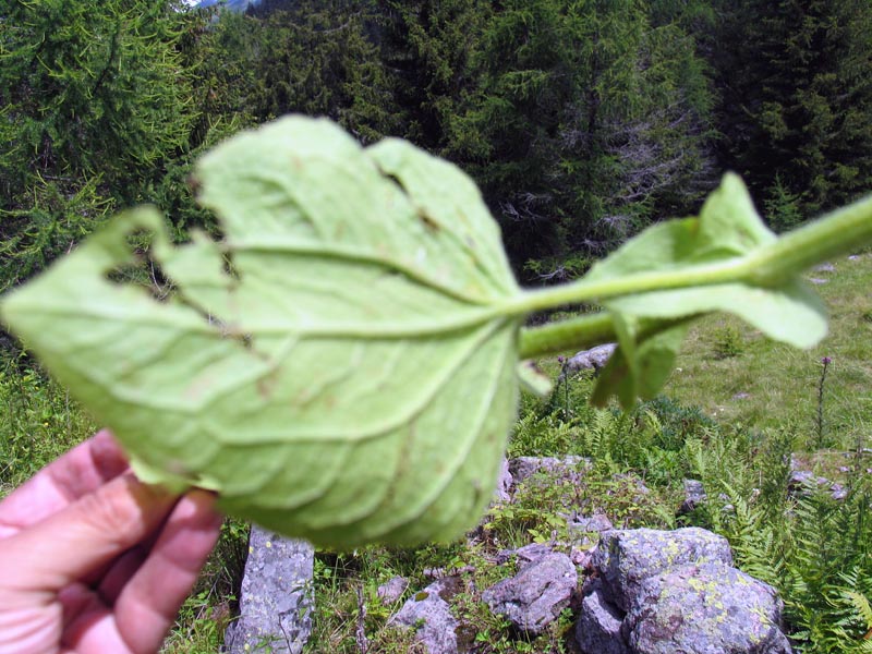 Jacobea alpina (= Senecio alpinus)